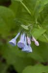 Virginia bluebells